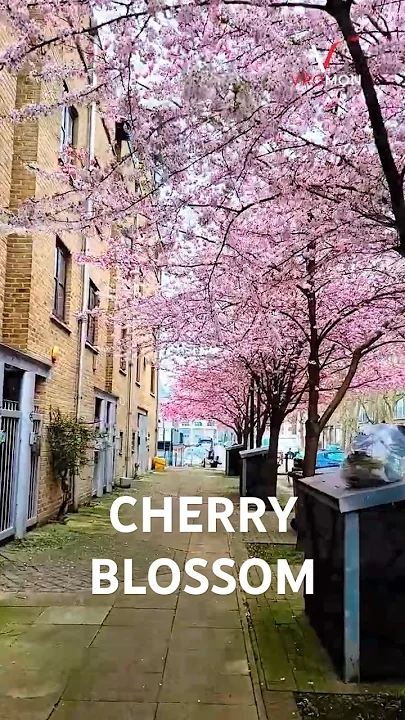 Cherry Blossom London Cherry Blossom in London U.K.