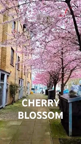 Cherry Blossom in London U.K.